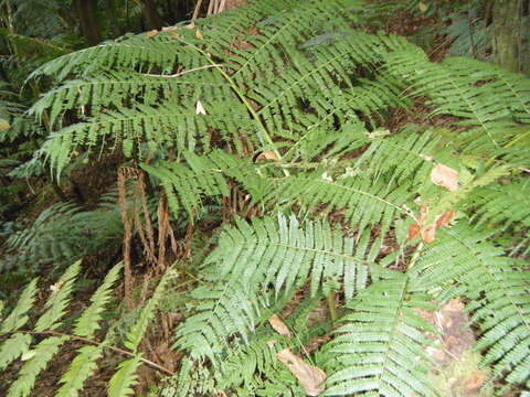 Plancia ëd Marattia weinmanniifolia Liebm.