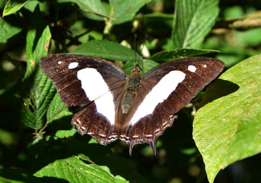 Image of Polyura arja Felder 1866