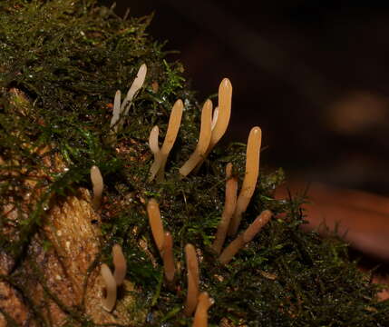 Image of Calocera fusca Lloyd 1925