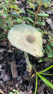 Image of Leucocoprinus tricolor H. V. Sm. 1981