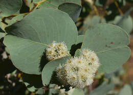 Image of Eucalyptus shirleyi Maiden