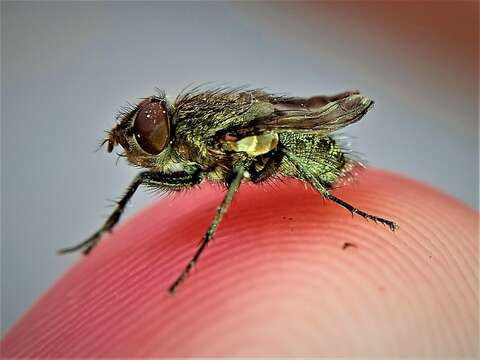 صورة Deformed wing virus