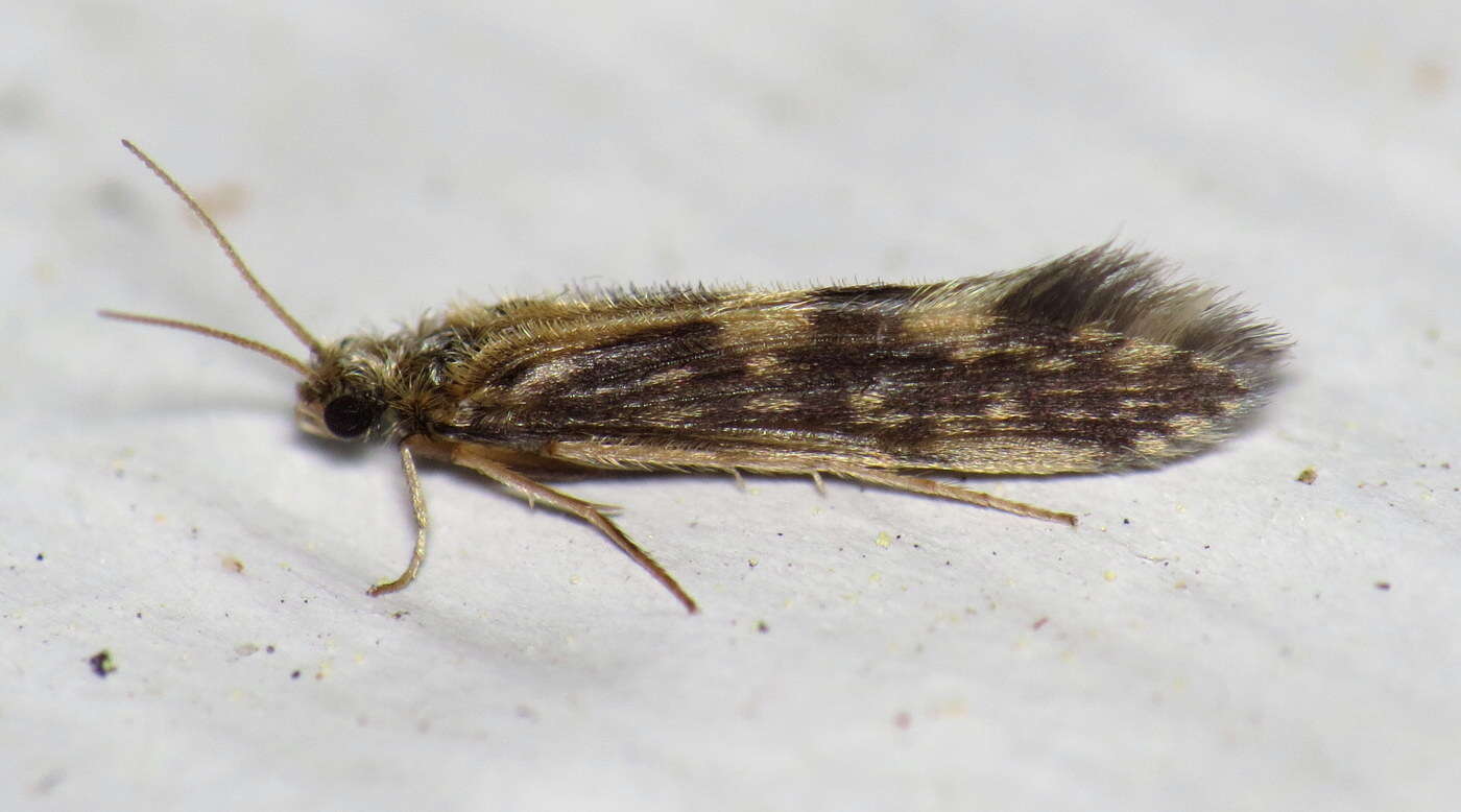 Image of Salt and Pepper Microcaddis