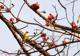 Image of Black-naped Oriole