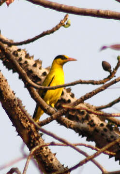 Image of Black-naped Oriole