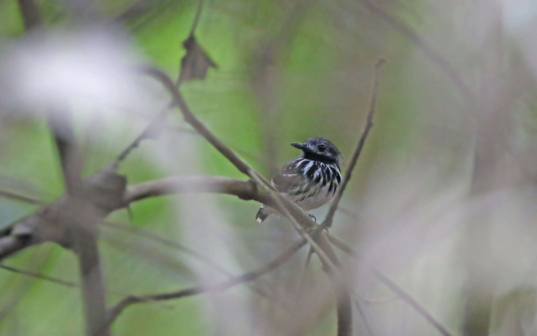 Image of Dot-backed Antbird