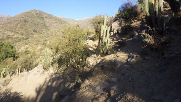 Echinopsis chiloensis (Colla) H. Friedrich & G. D. Rowley resmi