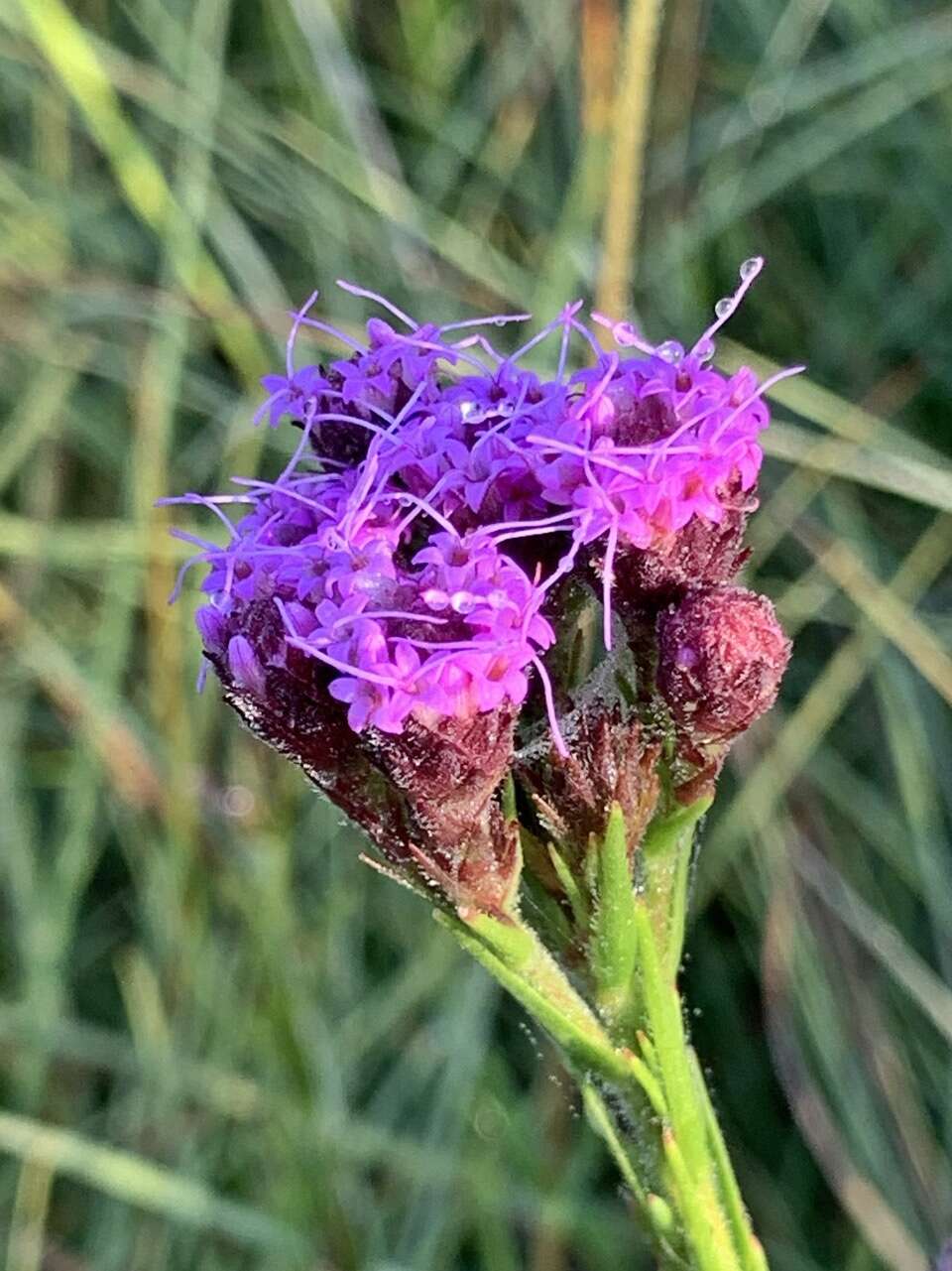 Image of Bristle-Leaf Chaffhead