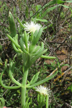 Image of Mesembryanthemum geniculiflorum L.