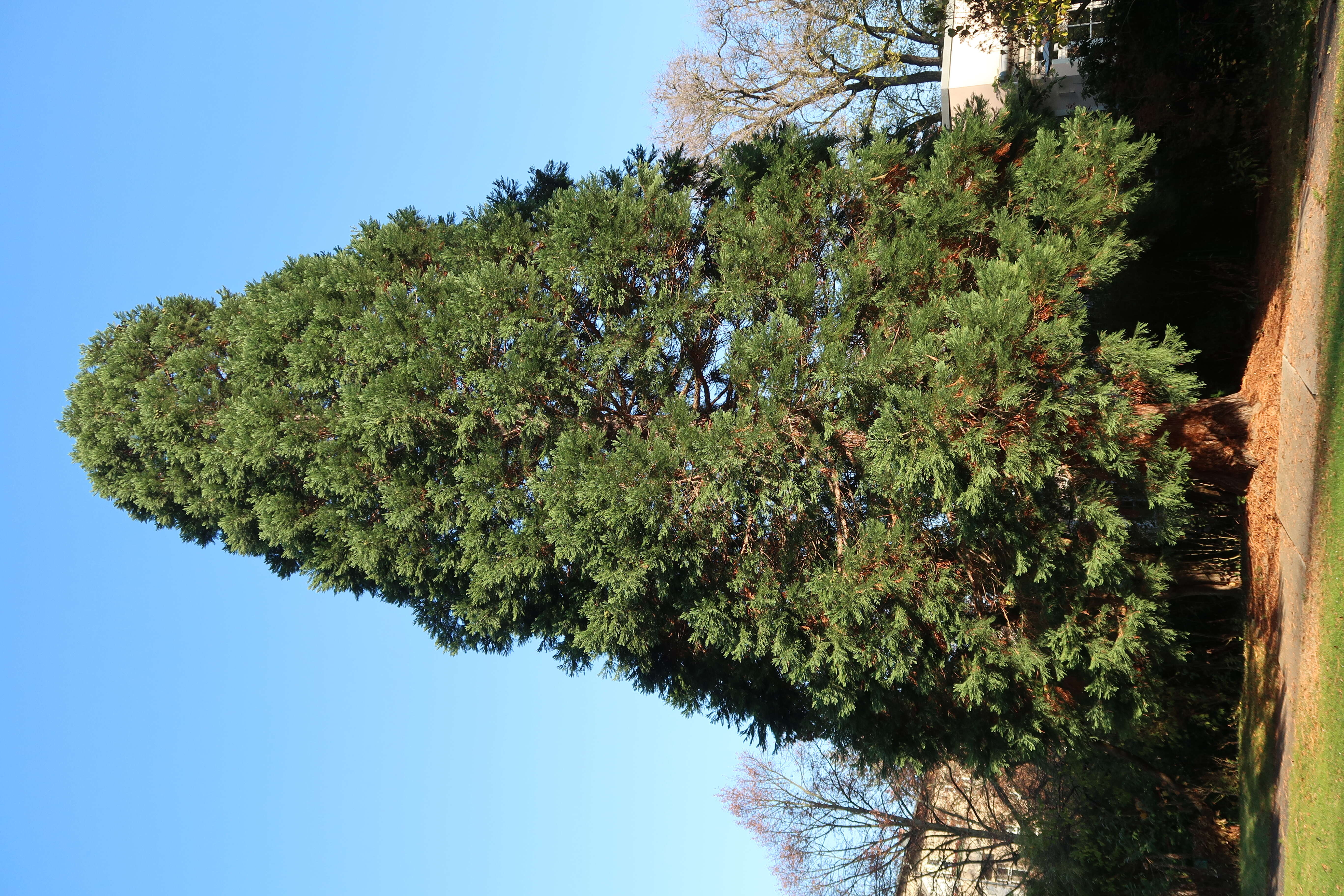 Image of giant sequoia