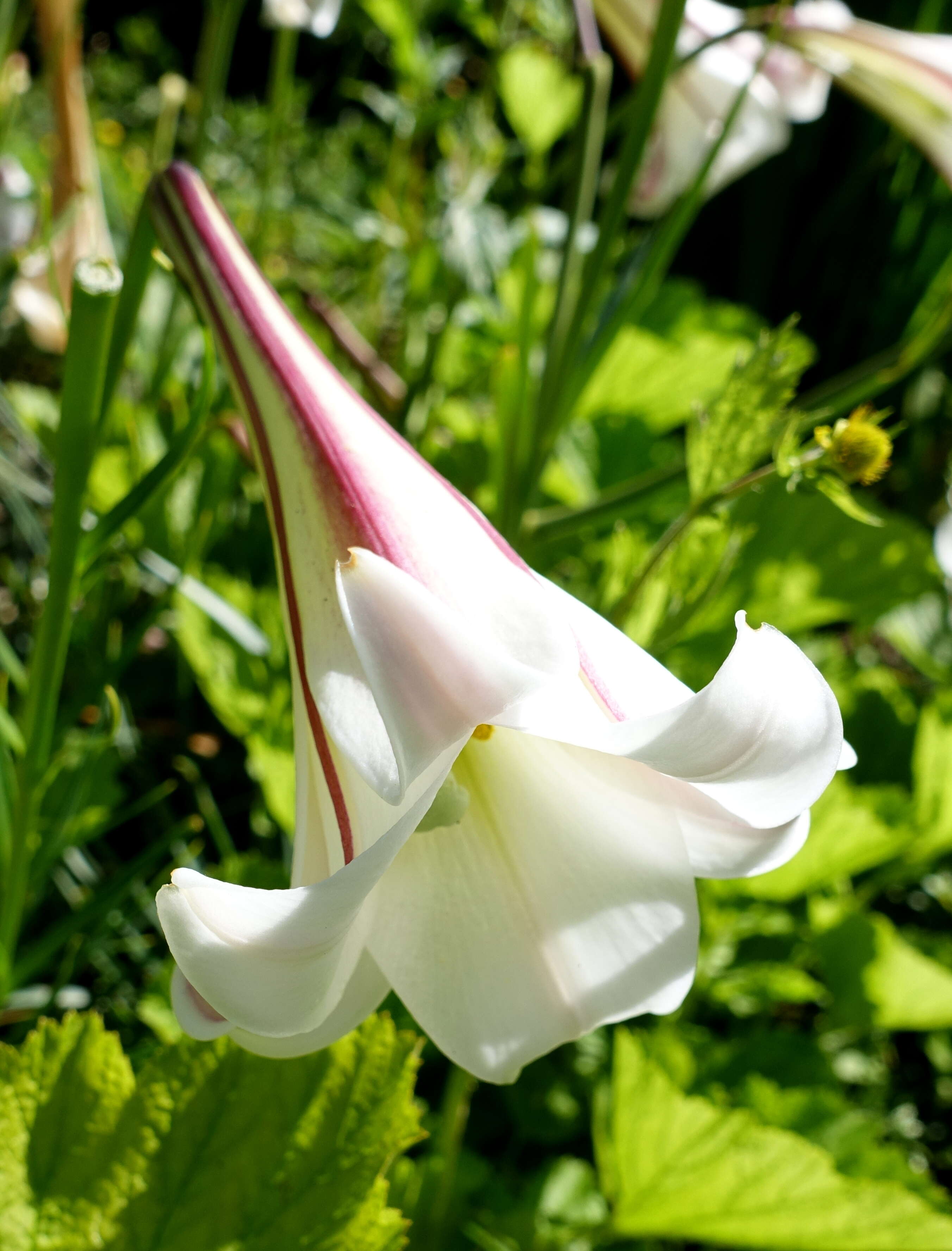 Image of Formosa lily