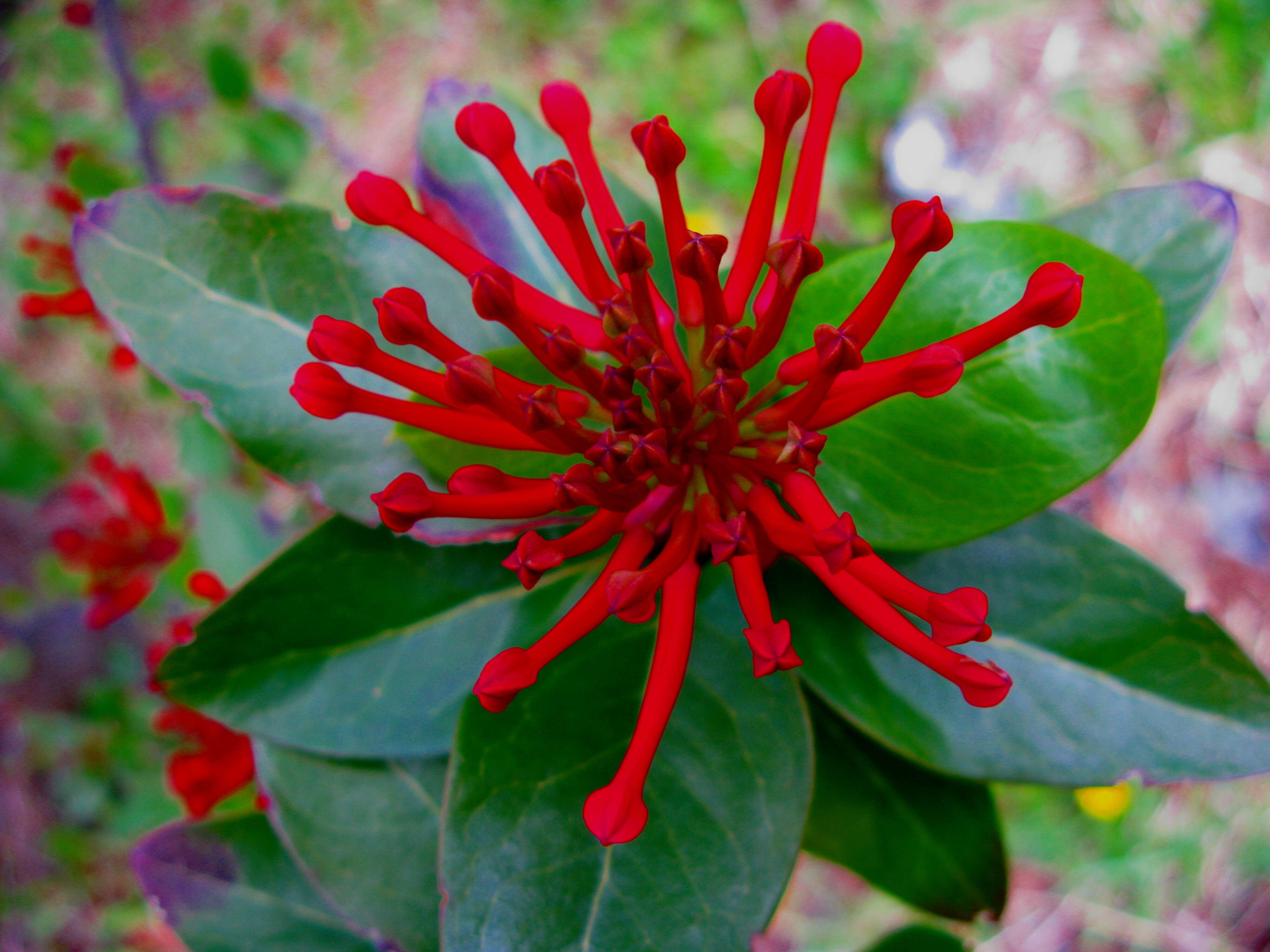 Imagem de Embothrium coccineum J. R. Forster & G. Forster