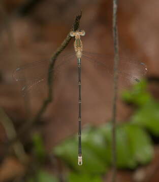 Image of Emerald Spreadwing