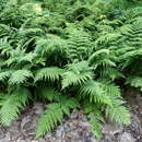 Image of Dryopteris nigropaleacea (Fraser-Jenk.) Fraser-Jenk.