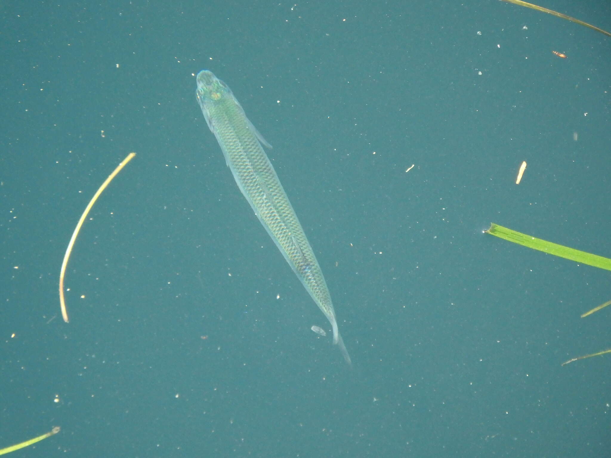 Image of Mediterranean sand smelt