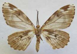 صورة Nephodia organa Druce 1893