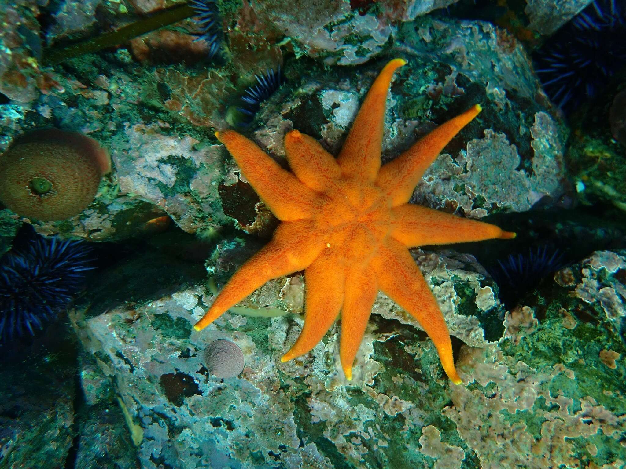 Imagem de Solaster endeca (Linnaeus 1771)