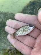 Image of Goldspotted killifish