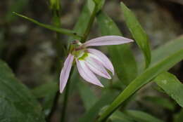 Imagem de Lobelia chinensis Lour.