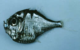 Image of Threelight hatchetfish