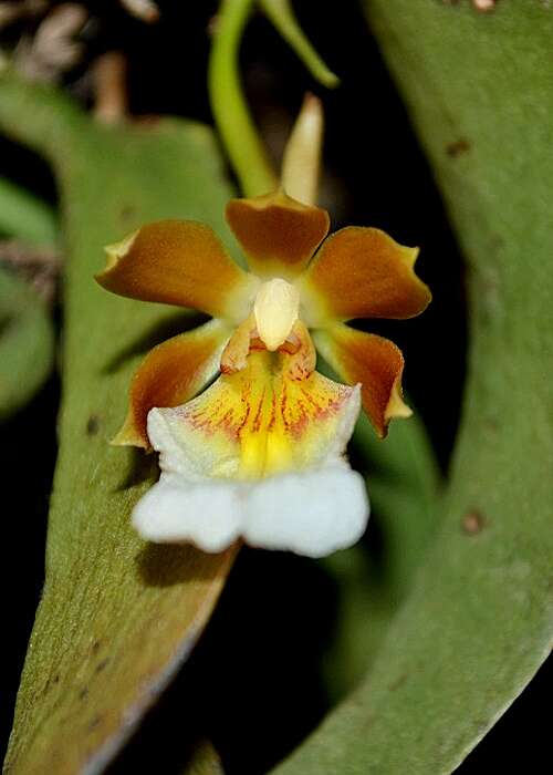 Image of mule-ear orchid