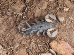 Image of Magaliesberg Rock Scorpion