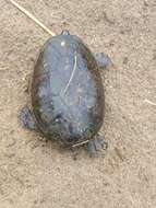 Image of narrow-bridged musk turtle