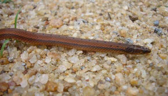 Image of Boie's Rough-sided Snake