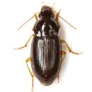 Image of Notiobia ground beetle