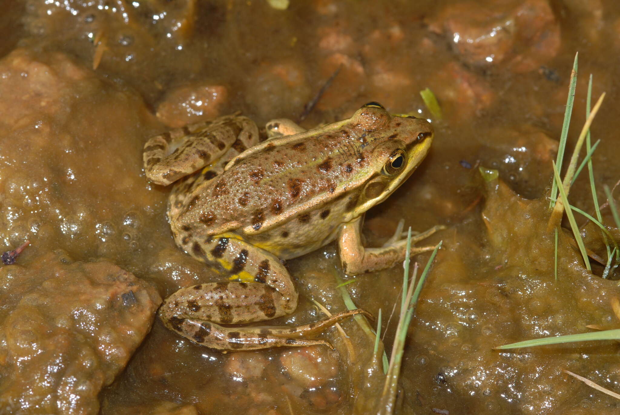 Image of Italian Pool Frog