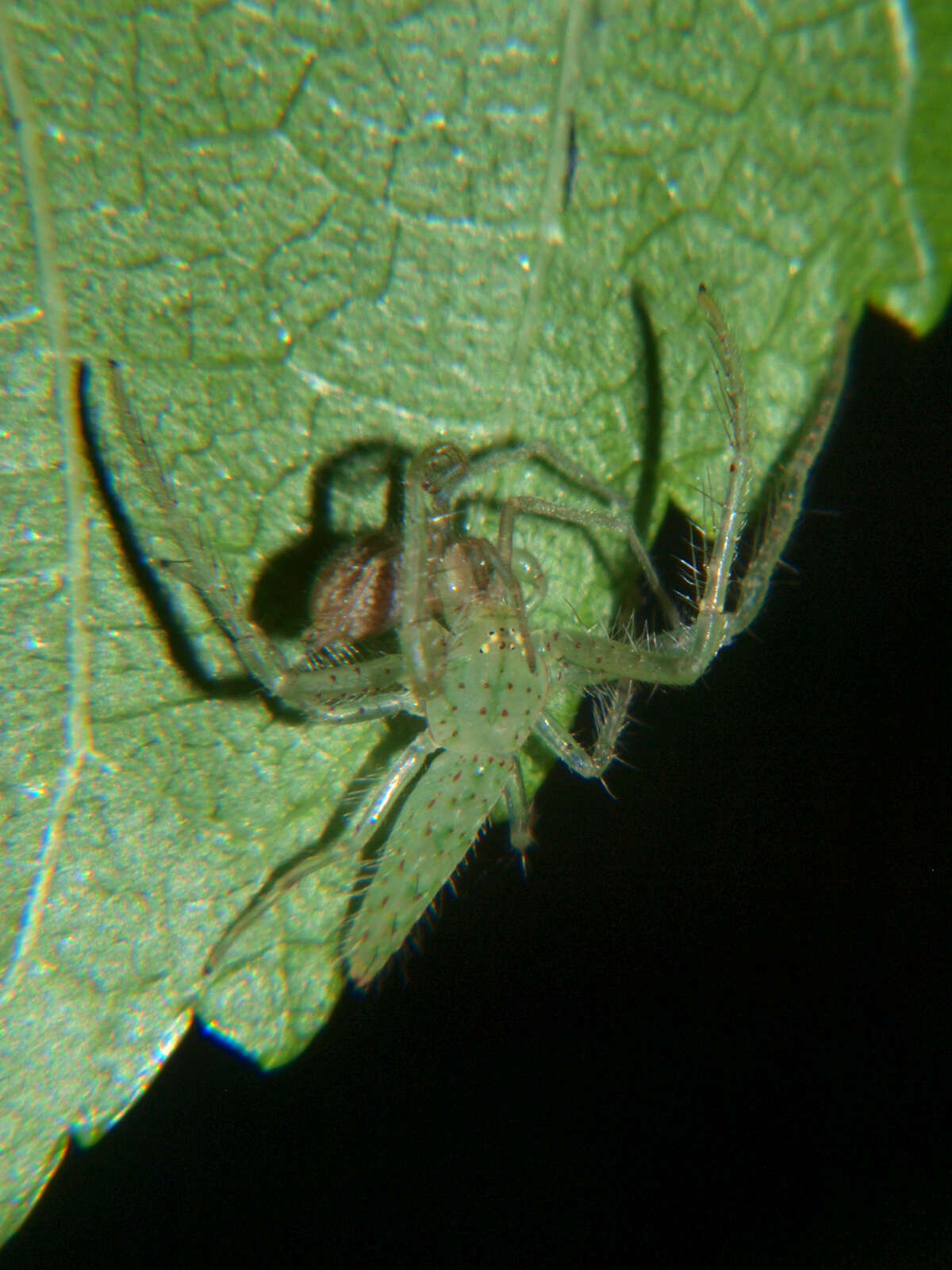 Image of Oxytate argenteooculata (Simon 1886)