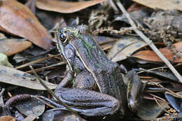 Image of Florida Leopard Frog