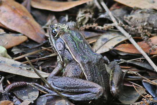 صورة Lithobates sphenocephalus (Cope 1886)