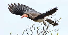 Image of Crowned Hornbill