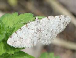 Image of grey birch