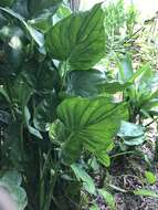 Imagem de Alocasia cucullata (Lour.) G. Don