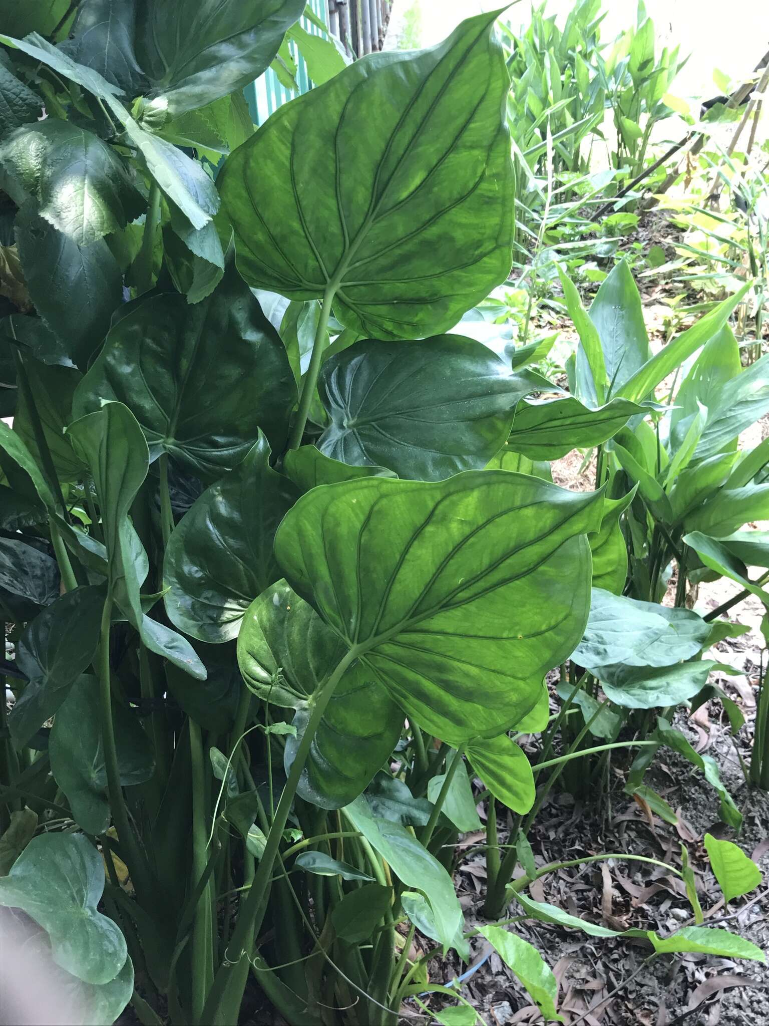 صورة Alocasia cucullata (Lour.) G. Don