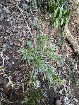 Sivun Pteris hillebrandii Copel. kuva