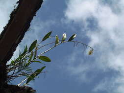 Image of Epidendrum polyanthum Lindl.