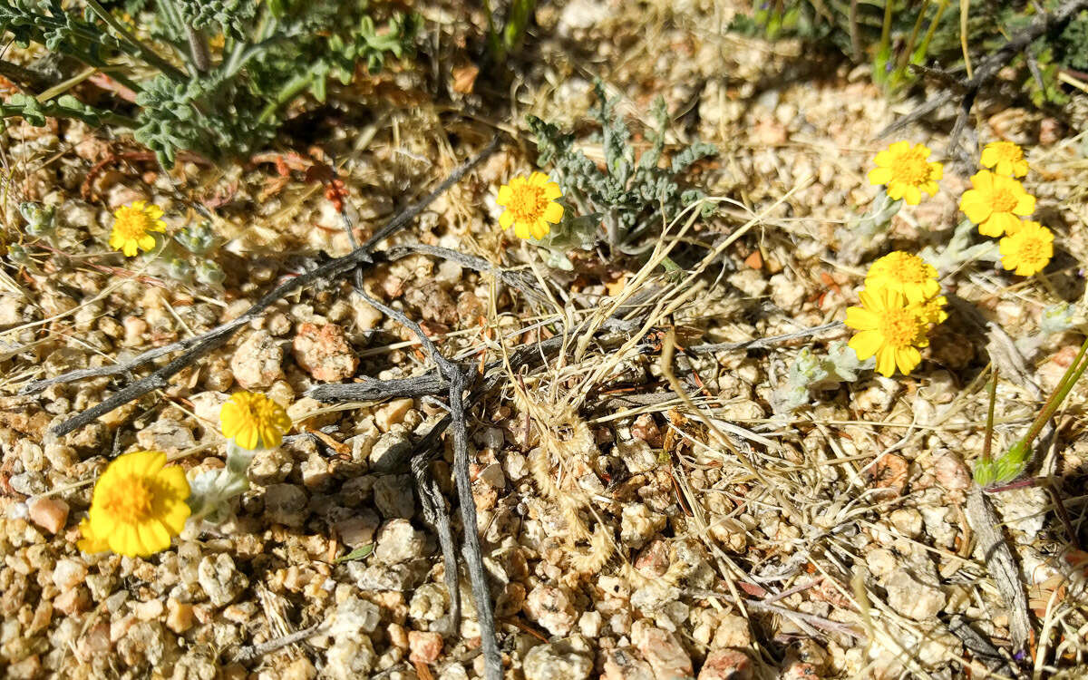 Image of woolly easterbonnets