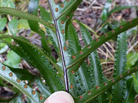 Phymatosorus pustulatus subsp. howensis Tindale & P. S. Green resmi