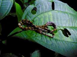 Image of Ringed Snail Sucker