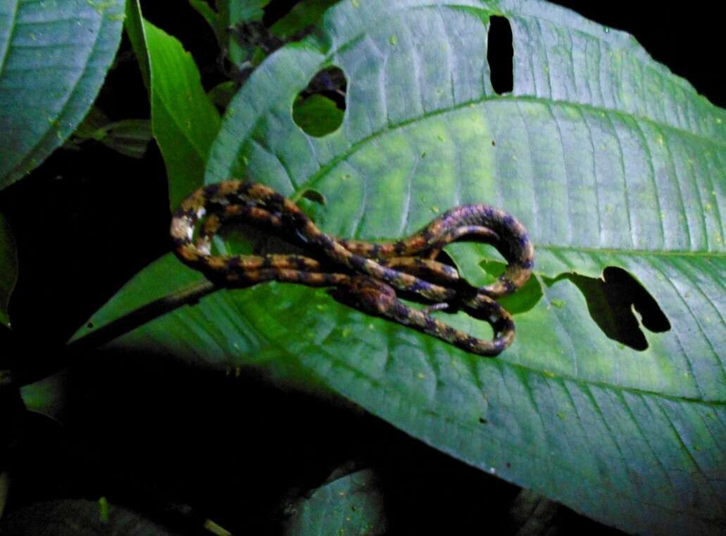 Image of Ringed Snail Sucker