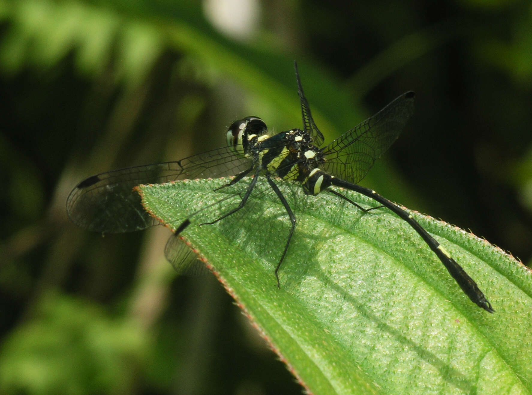 Risiophlebia guentheri Kosterin 2015 resmi