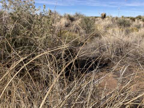 Image of mesa dropseed