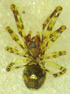 Image of Theridion melanurum Hahn 1831