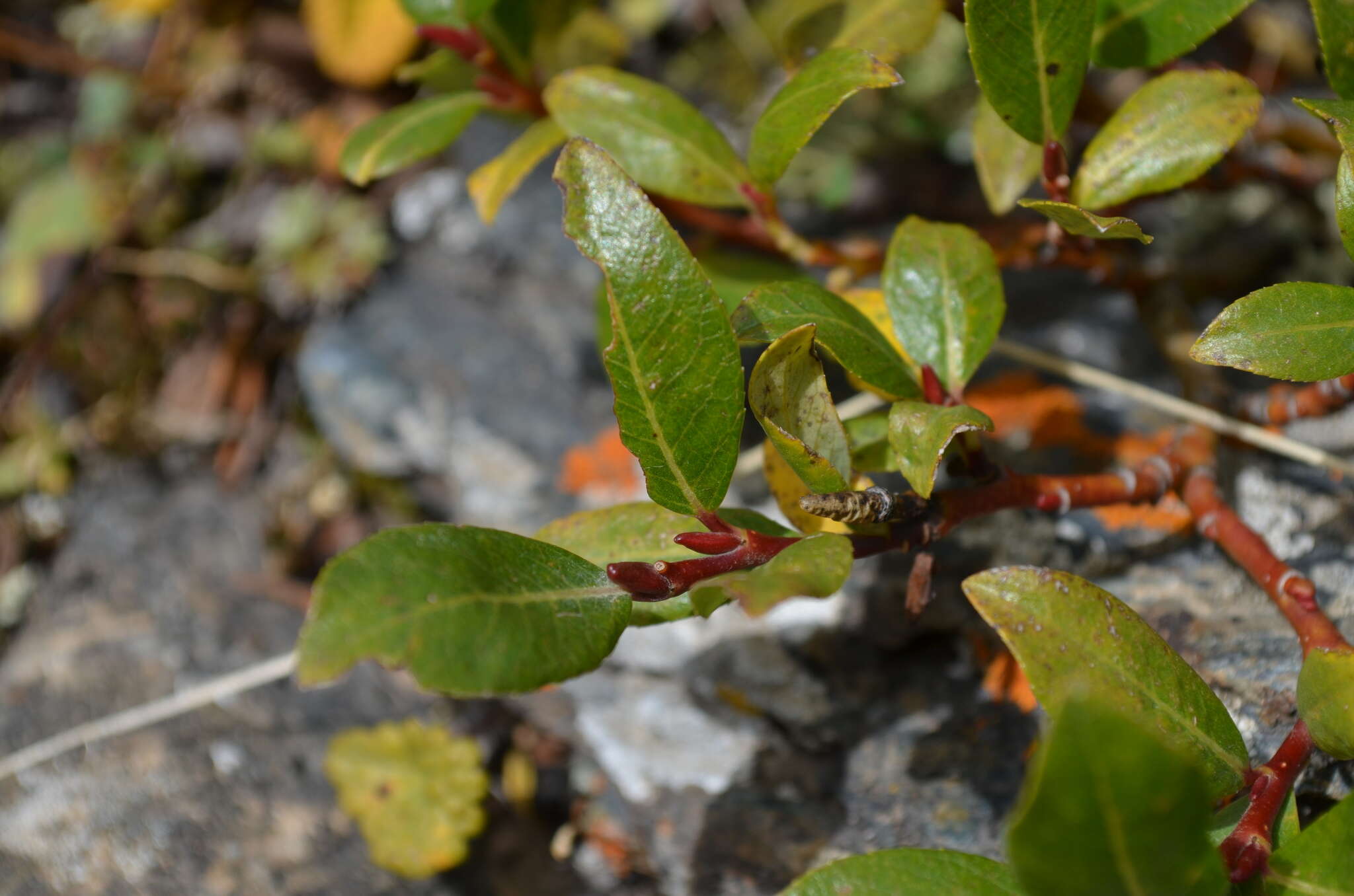 Image of Salix alatavica Kar. & Kir. ex Stschegl.