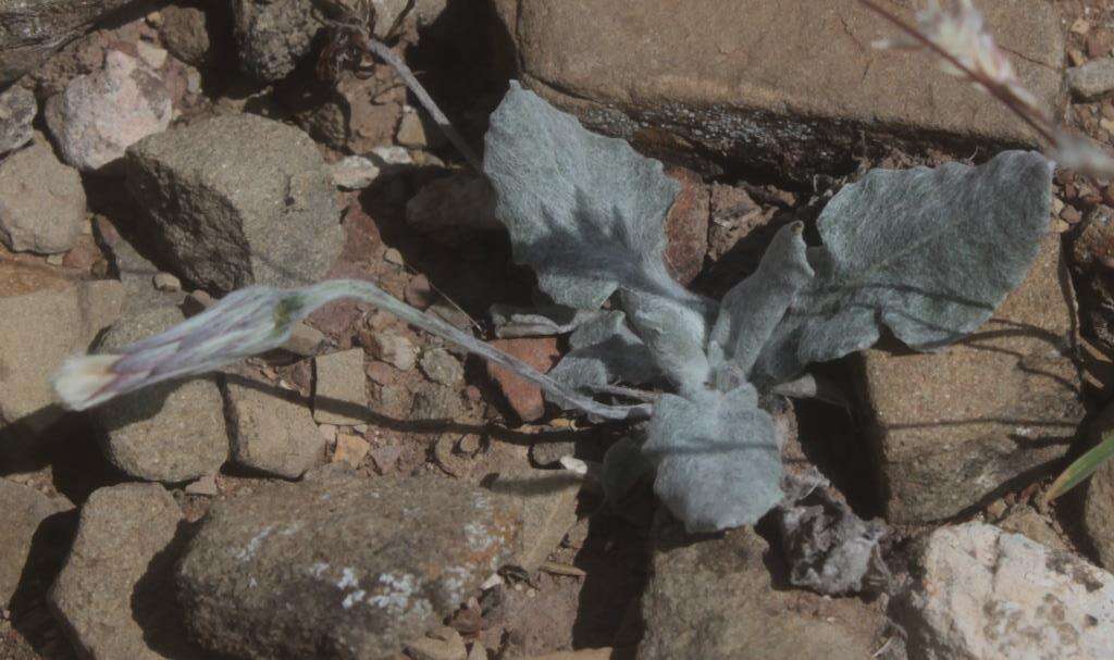 Image of Chaptalia transiliens G. L. Nesom