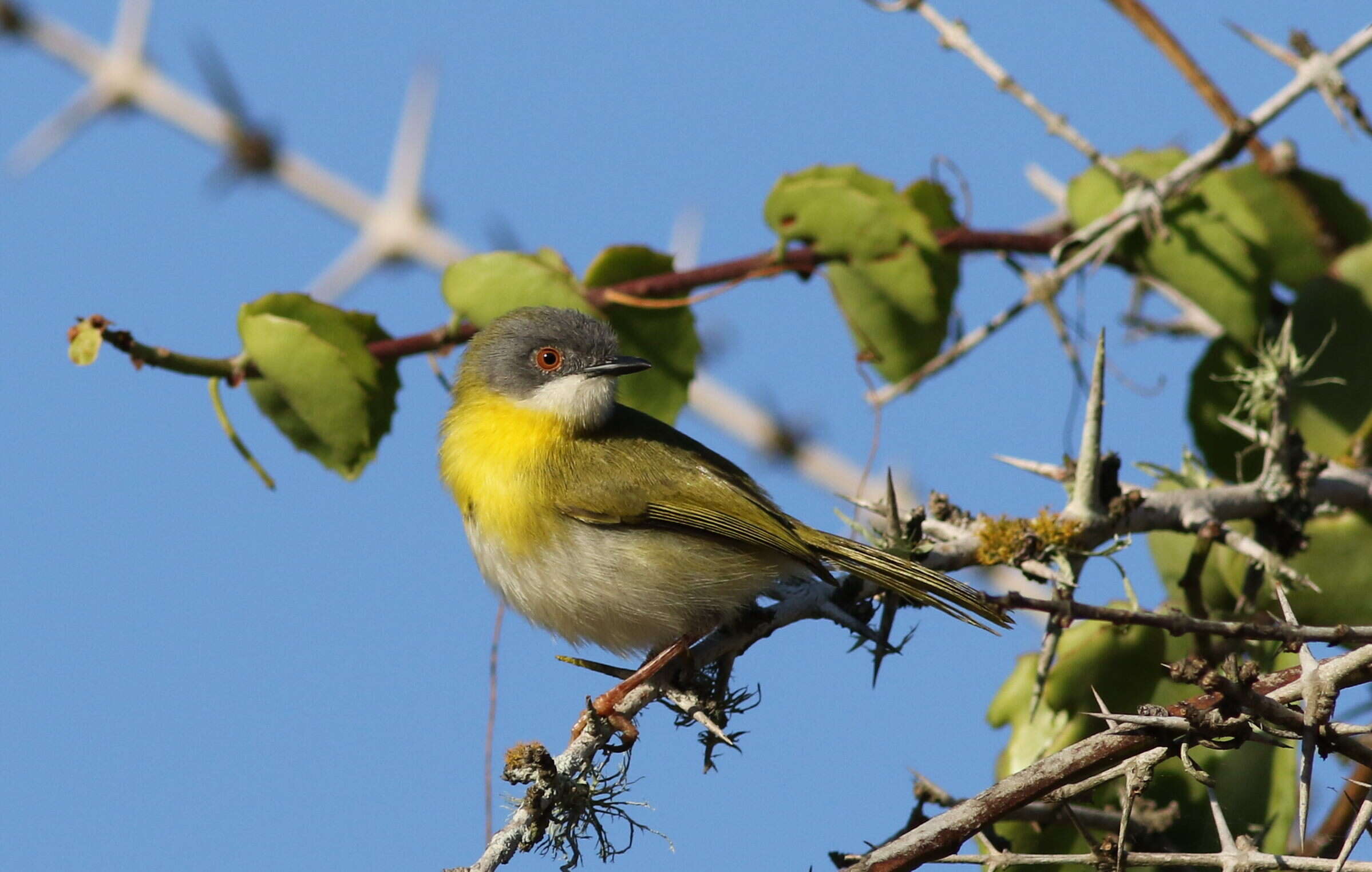 Image of Yellow-breasted Apalis