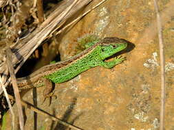 Image of Lacerta agilis agilis Linnaeus 1758